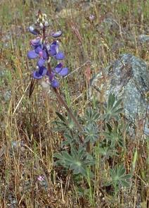 Lupinus spectabilis